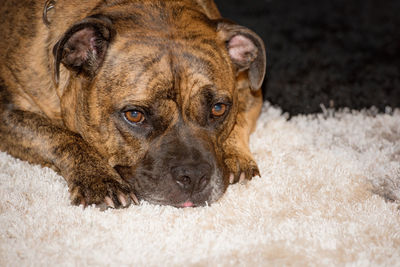 High angle view of dog relaxing on rug