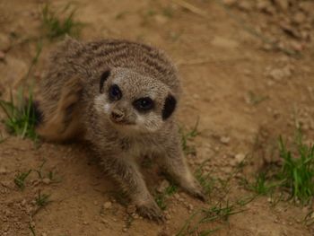 Meerkat looking away