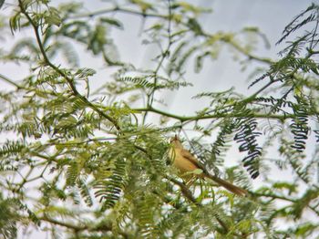 Close-up of lizard on tree