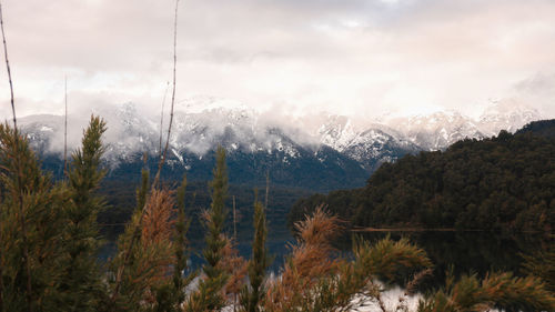 Scenic view of forest against sky during winter