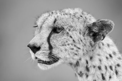 Mono close-up of cheetah head with bokeh