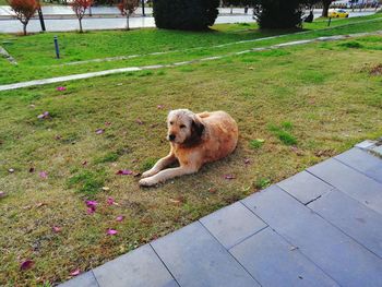 Portrait of dog on field