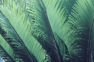 Foliage leaves of cycad tree in blue green tone color natural pattern background