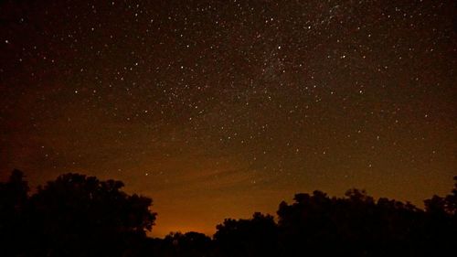 Low angle view of trees against sky at night