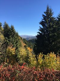 Scenic view of forest against clear sky