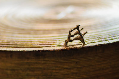 Close-up of insect on wood