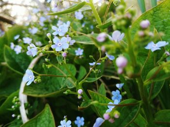 Close-up of flowers blooming on tree