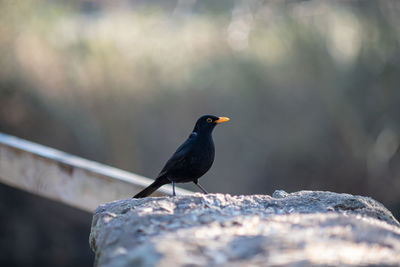 Close-up of a blackbird perching on a wall