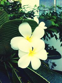 Close-up of frangipani blooming outdoors