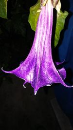 Close-up of flower against blurred background