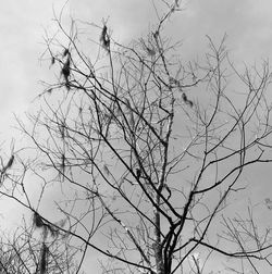 Low angle view of bird perching on bare tree against sky