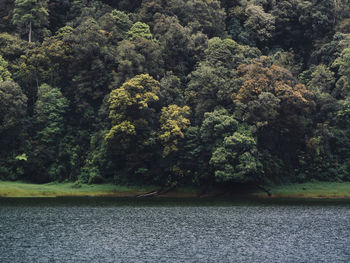 Scenic view of river amidst trees in forest