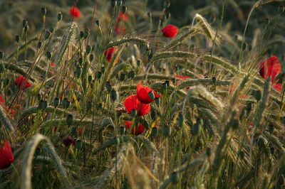 Close-up of red poppy flowers on field