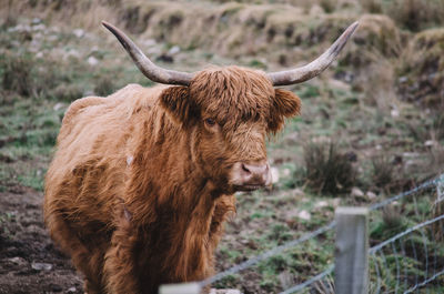 Portrait of highland cattle standing on field