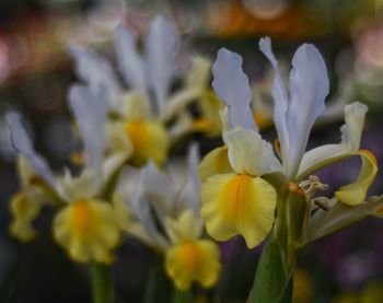 Close-up of flowers blooming outdoors