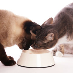 Close-up of cats fighting while eating food over white background