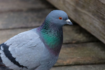 Close-up of a rock pigeon perching on wood