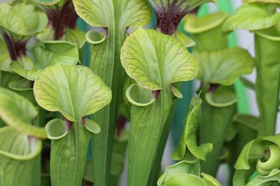 Full frame shot of pitcher plants