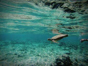 Fish swimming in sea