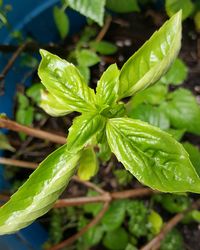 Close-up of leaves