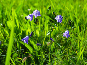 Close-up of purple iris flower on field