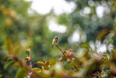 Close-up of lizard on tree