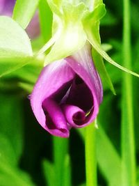 Close-up of pink flowers