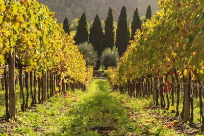 Scenic view of vineyard against trees