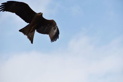 Low angle view of eagle flying in sky
