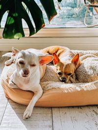 Dog sitting on sofa at home