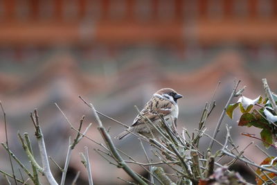 Close-up of bird perching outdoors