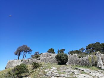 Low angle view of trees against clear blue sky