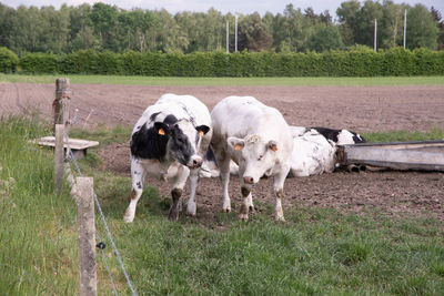 A group of multi-colored black and white cows graze in a corral on green grass