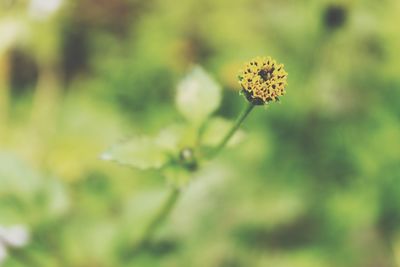 Close-up of flower against blurred background