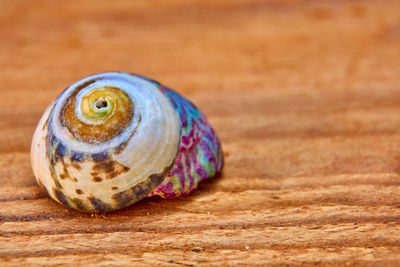 Close-up of shell on wood