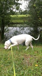 White dog on grass by water