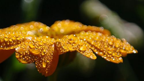 Close-up of yellow flower