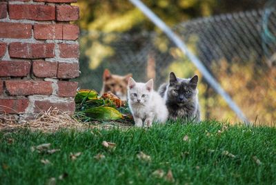 View of a cat on field