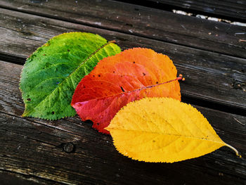 High angle view of orange leaves on table