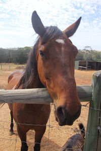 Horses seen through fence