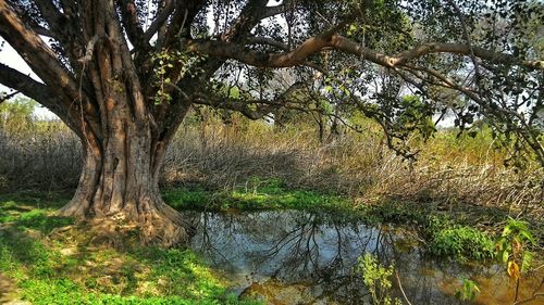 Trees growing in forest