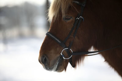 Close-up of horse in snow