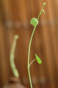 Close-up of plant growing outdoors