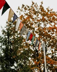 Low angle view of flags hanging on tree against sky