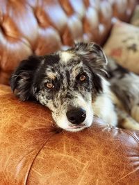 Close-up portrait of dog resting on leather sofa