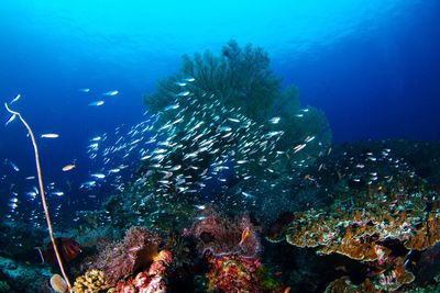 Fish swimming in sea