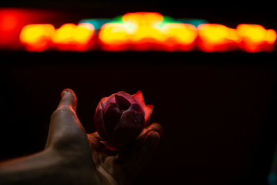 Close-up of tulip against black background