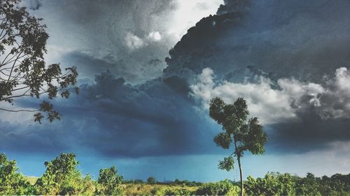 Low angle view of trees against cloudy sky