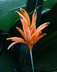 Close-up of orange flower