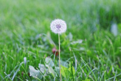 Close-up of dandelion flower on field